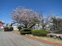 正門の桜